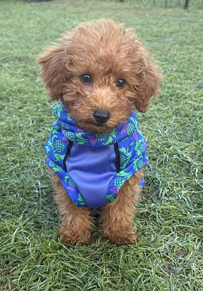 Thistle McTog - Polar Fleece - Waterproof Panel Dog Jumper