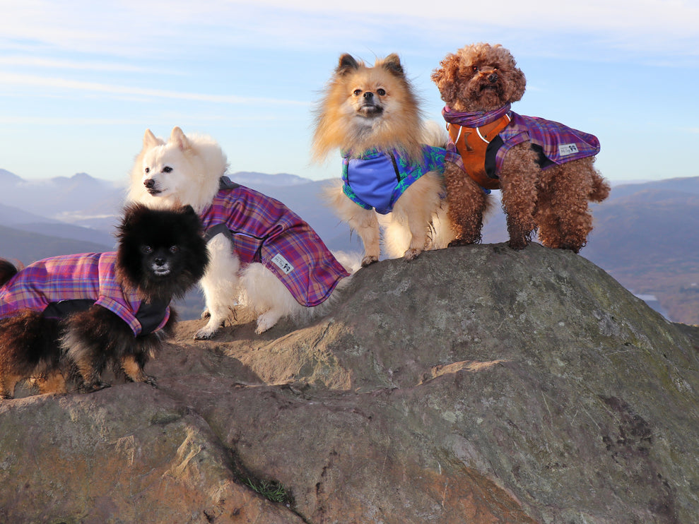 Thistle McTog - Polar Fleece - Waterproof Panel Dog Jumper