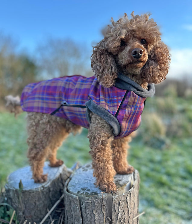 Nevis McTog - Microfleece Waterproof Dog Coat - Step In Poppers