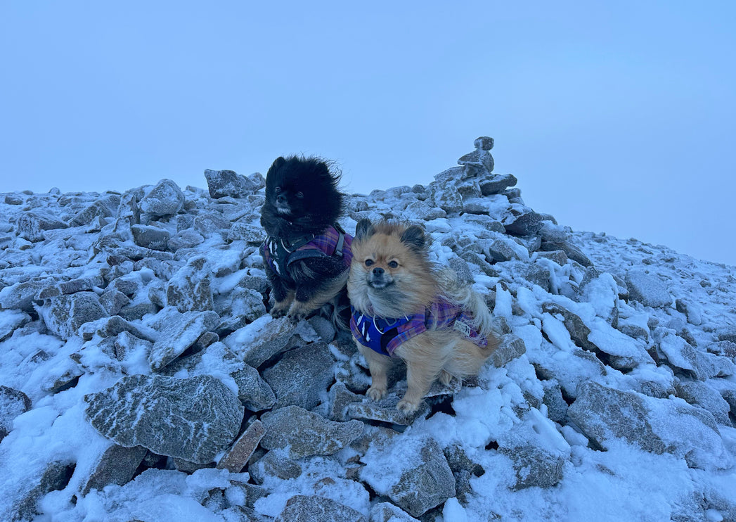 Nevis McTog - Microfleece Waterproof Dog Coat - Step In Poppers