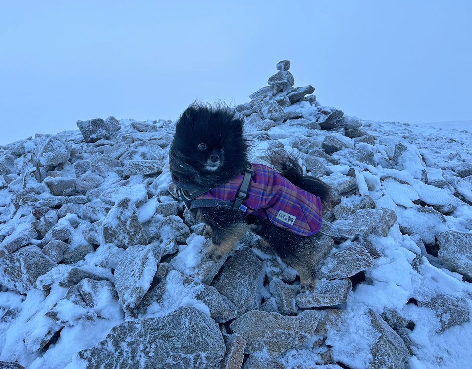 Nevis McTog - Microfleece Waterproof Dog Coat - Step In Poppers