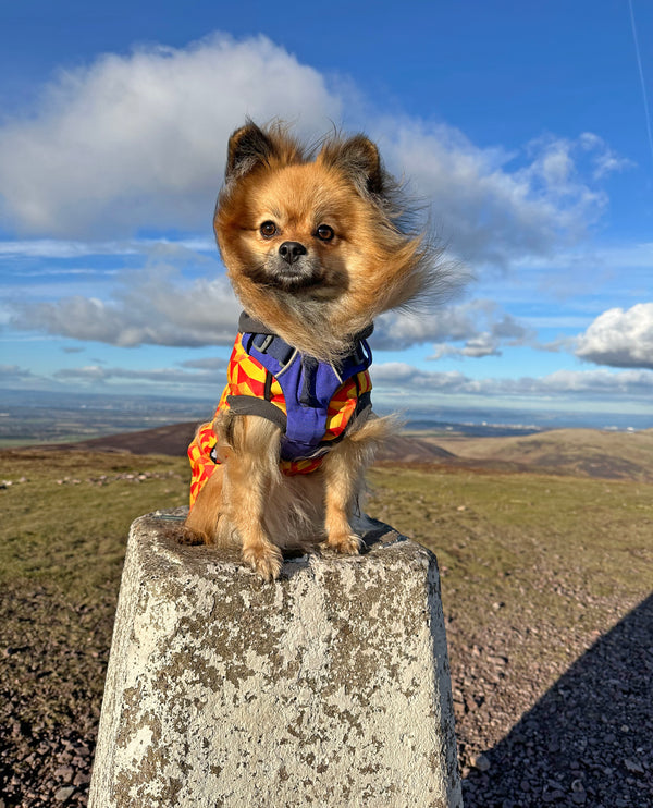 Trailblazer McTog - Microfleece Waterproof Dog Jumper