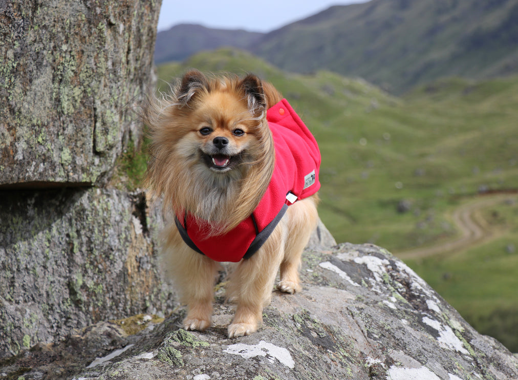 Racing Red McTog - Double Layer Microfleece Waterproof Dog Coat - Step In Poppers