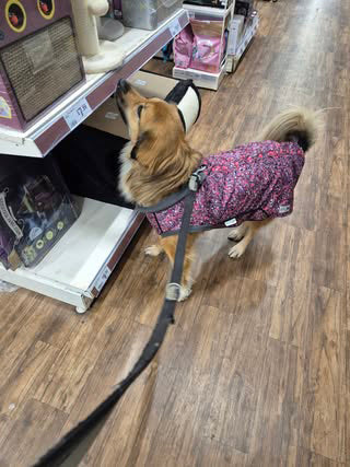 Planet Pink McTog - Microfleece Waterproof Dog Coat - Step In Poppers