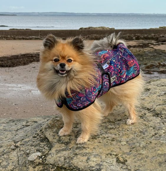 Glenndarcy RainHug Bohemian waterproof dog coat with reflective piping and harness access