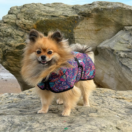 Glenndarcy RainHug pullover waterproof dog coat with adjustable under-body fastening