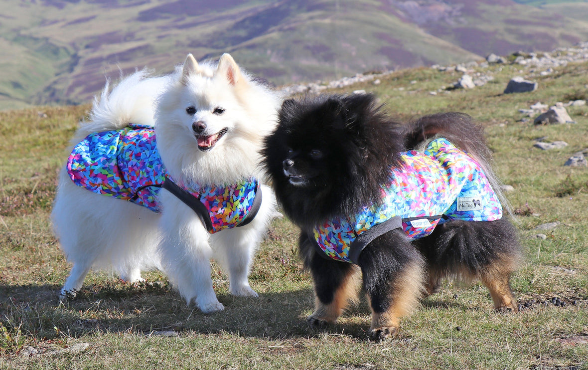 Razzle Dazzle McTog - Microfleece Waterproof Dog Sweater - Step In Poppers