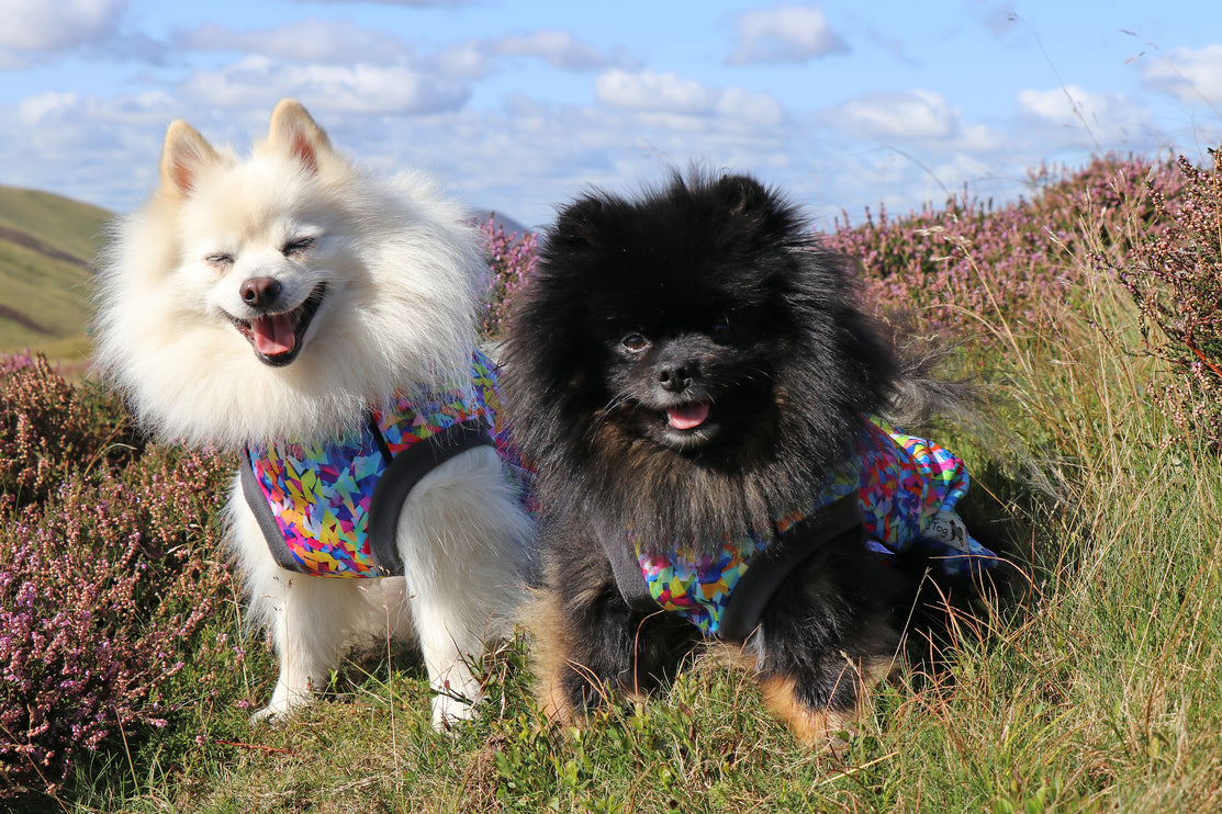 Razzle Dazzle McTog - Microfleece Waterproof Dog Sweater - Step In Poppers