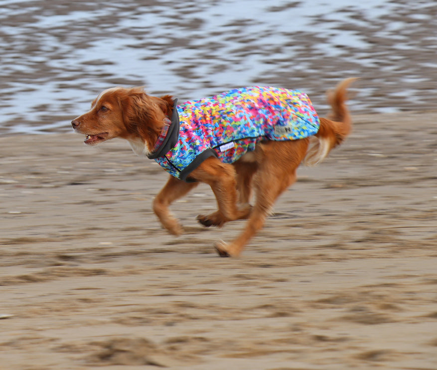 Razzle Dazzle McTog - Microfleece Waterproof Dog Sweater - Step In Poppers