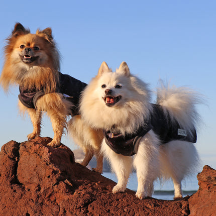 Starlight McTog - Microfleece Waterproof Dog Coat - Back Poppers