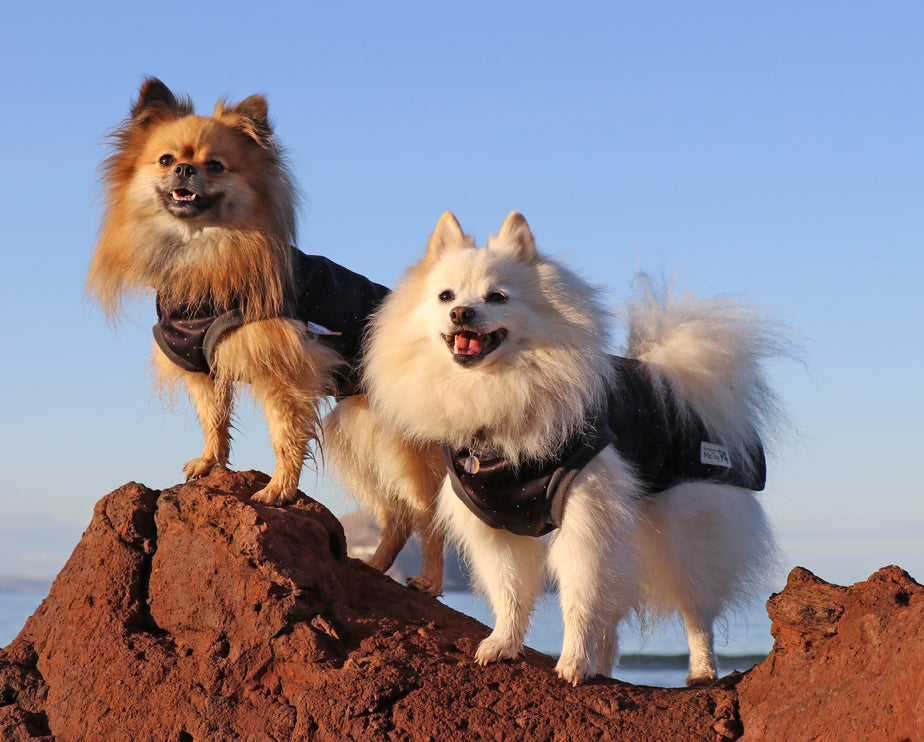 Starlight McTog - Microfleece Waterproof Dog Coat - Back Poppers