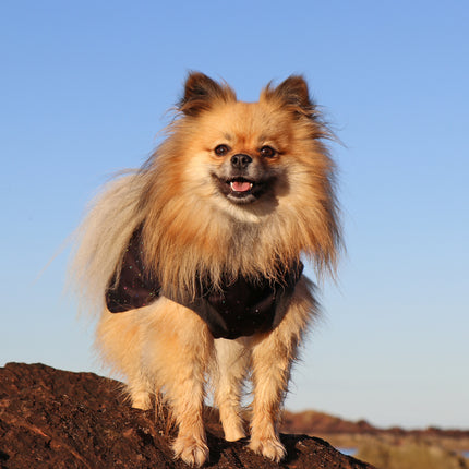 Starlight McTog - Microfleece Waterproof Dog Coat - Back Poppers
