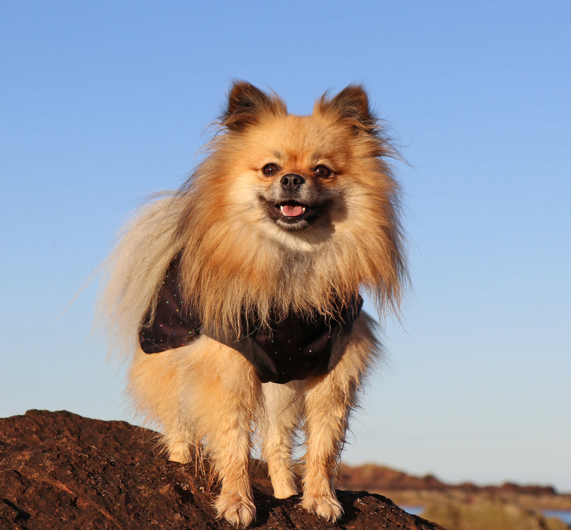 Starlight McTog - Microfleece Waterproof Dog Coat - Back Poppers