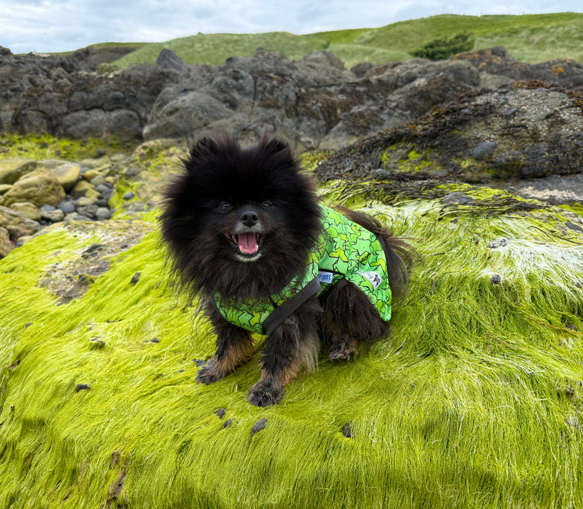Star Lime McTog - Microfleece Waterproof Dog Coat - Back Poppers
