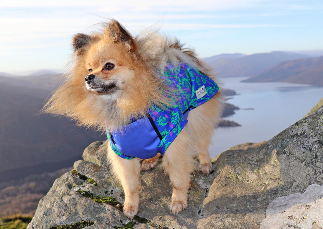 Thistle McTog - Polar Fleece - Waterproof Panel Dog Jumper