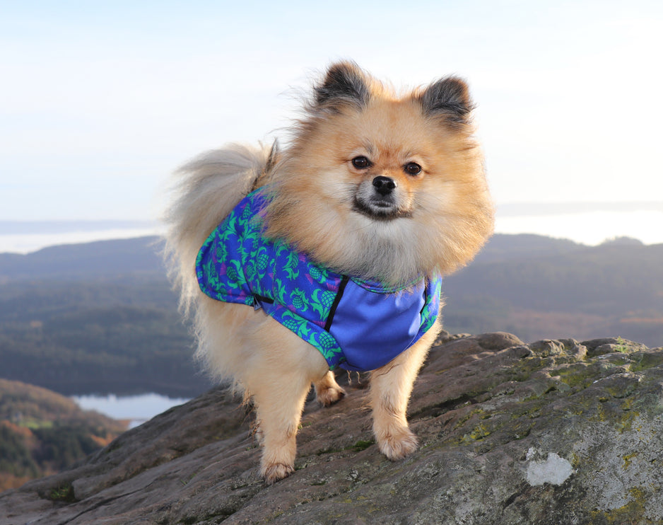 Thistle McTog - Polar Fleece - Waterproof Panel Dog Jumper