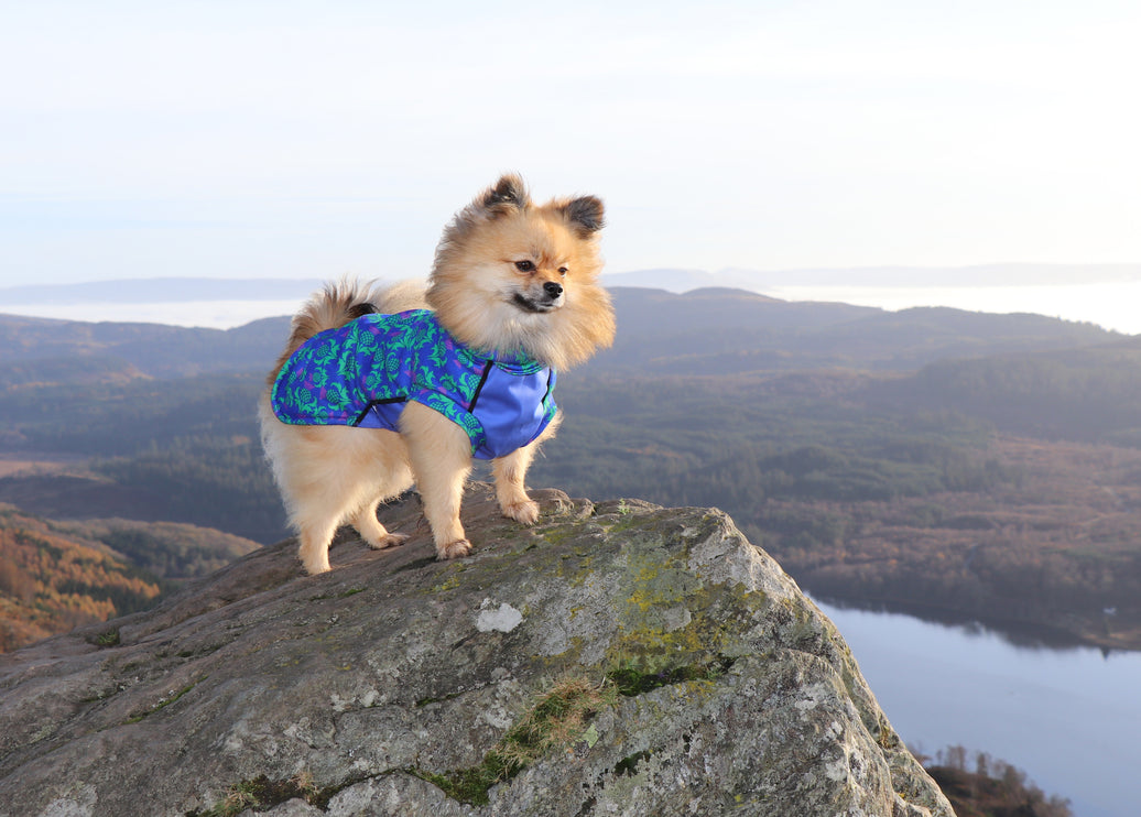 Thistle McTog - Polar Fleece - Waterproof Panel Dog Jumper