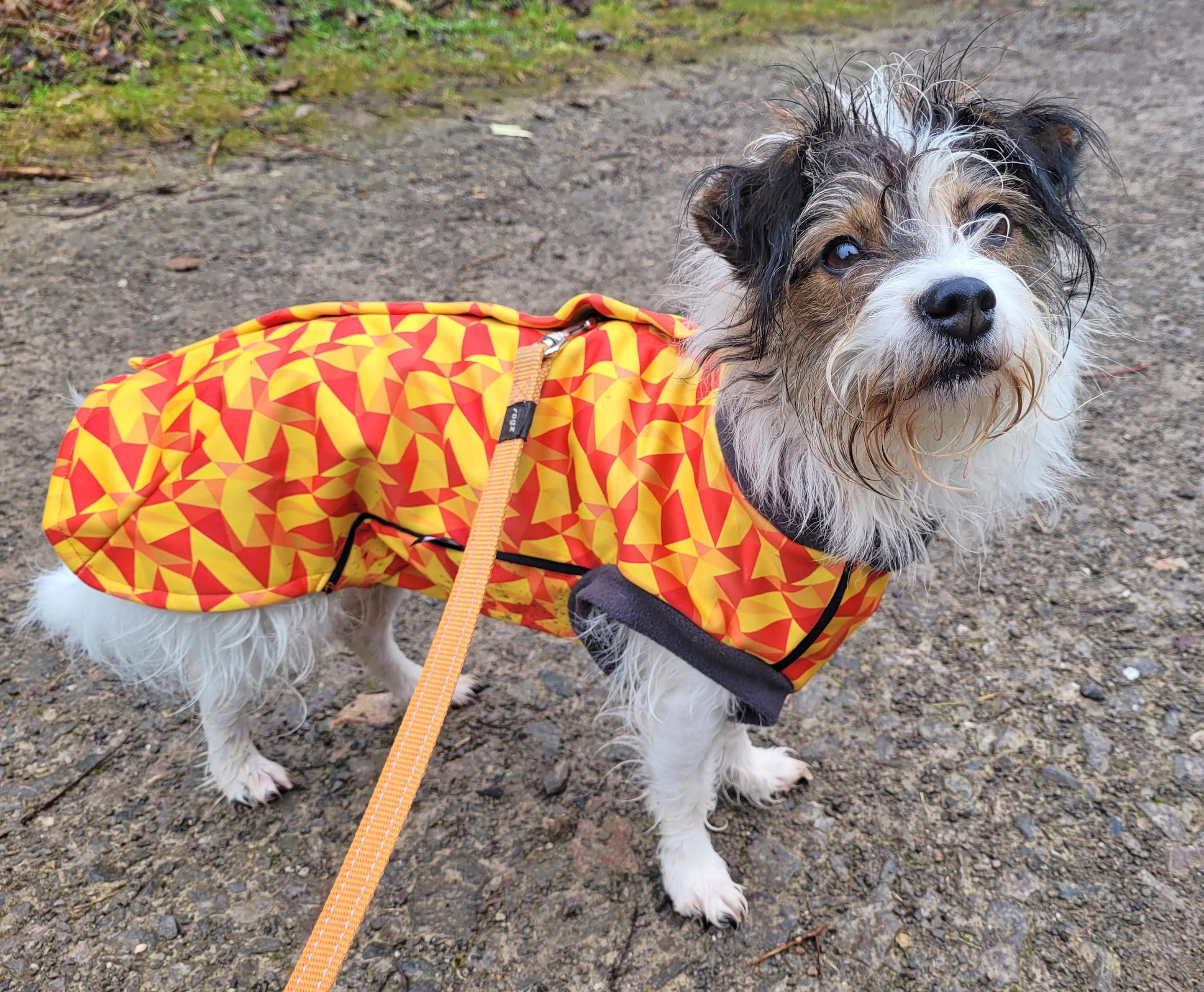 Bailey and bella dog clothes online