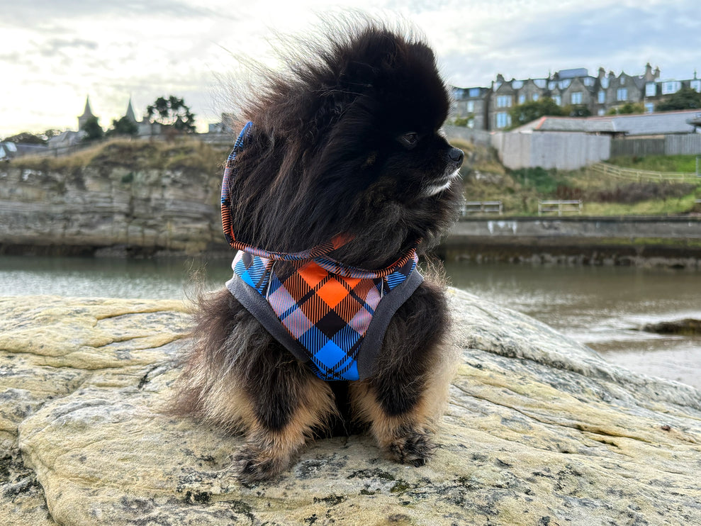 Highlander waterproof dog coat for rainy walks wet grass and muddy adventures