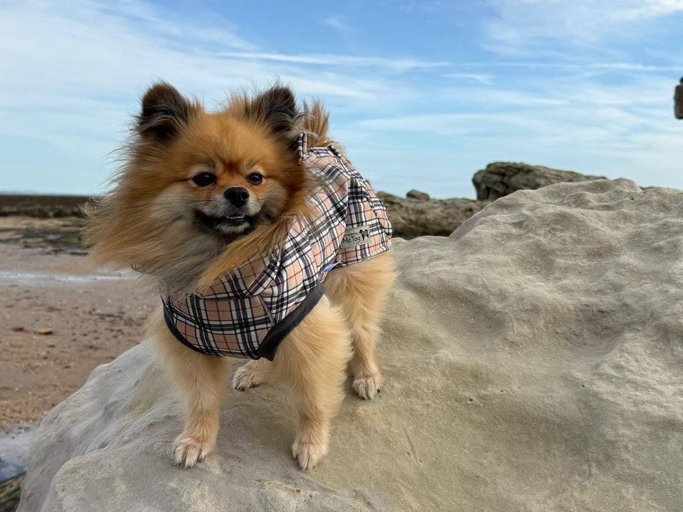 Harris tartan waterproof dog jumper with high neck and harness access