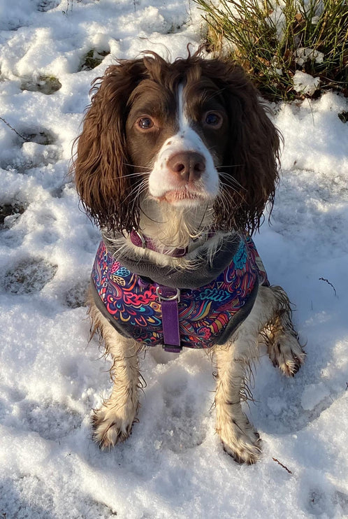 Bohemian McTog - Microfleece Waterproof Dog Jumper