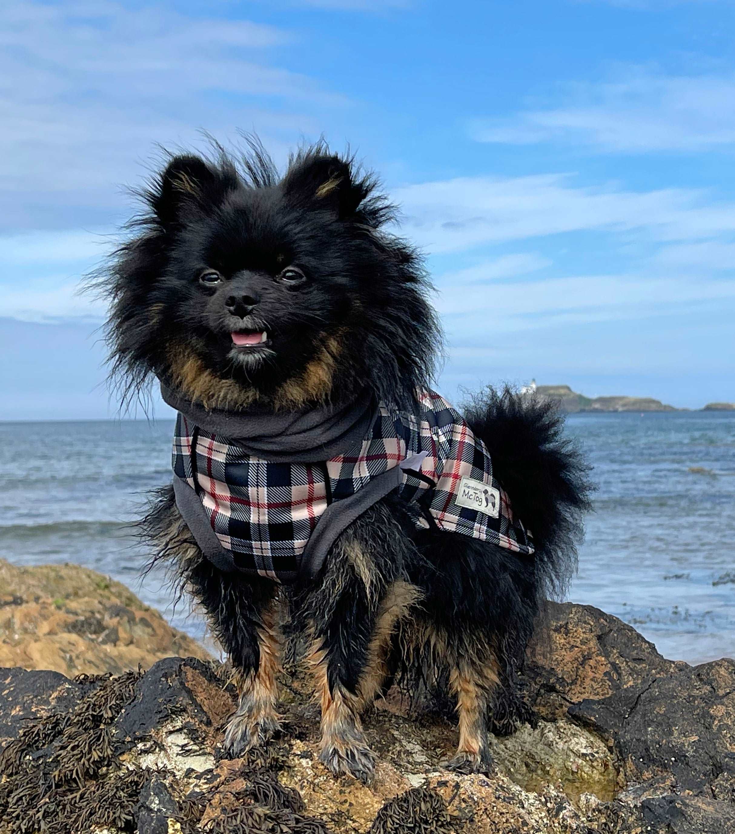 Tartan dog jumper cheap