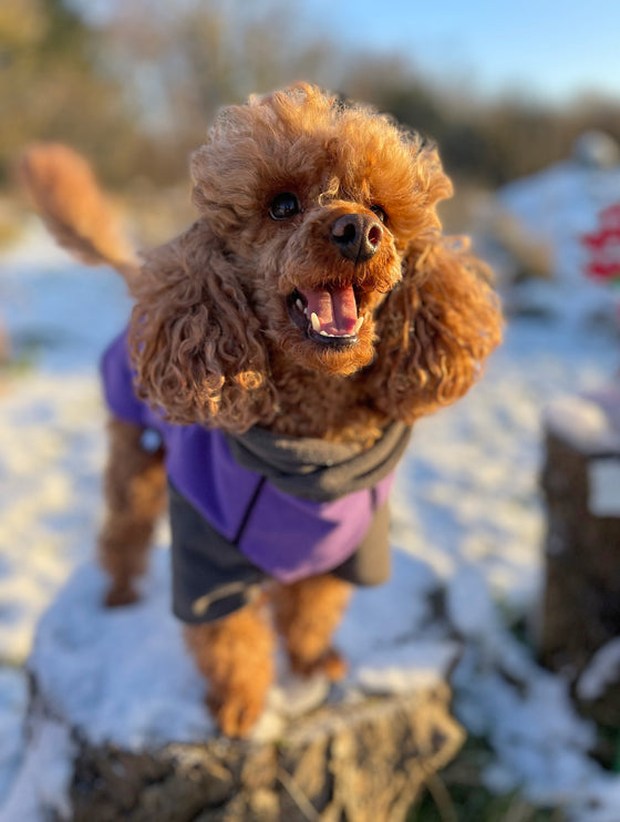 Purple McTog - Double Layer Microfleece Waterproof Dog Jumper - With Sleeves