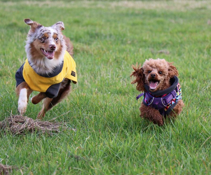 Sunshine McTog with Sleeves