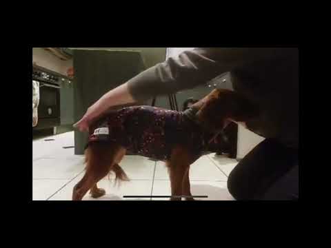 
            
                Load and play video in Gallery viewer, Harris Tartan Waterproof Microfleece McTog Dog Jumper
            
        